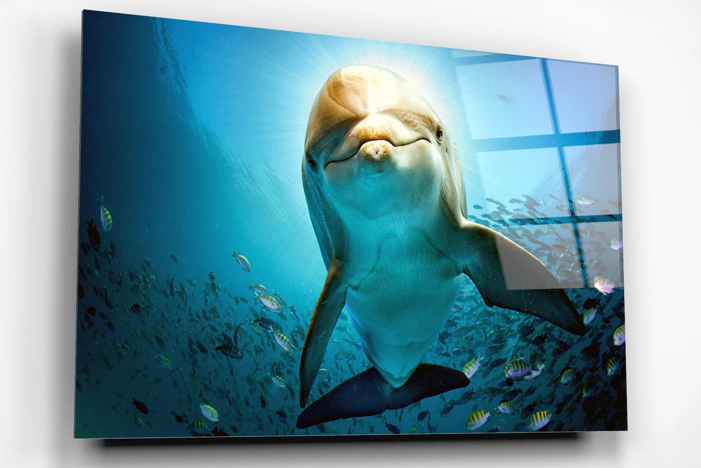 Delphin im Wasser