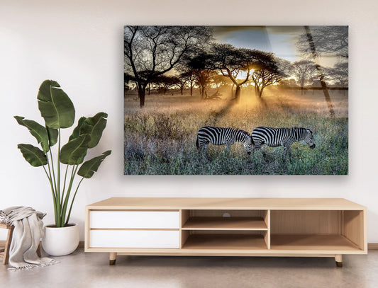 Zebra Safari