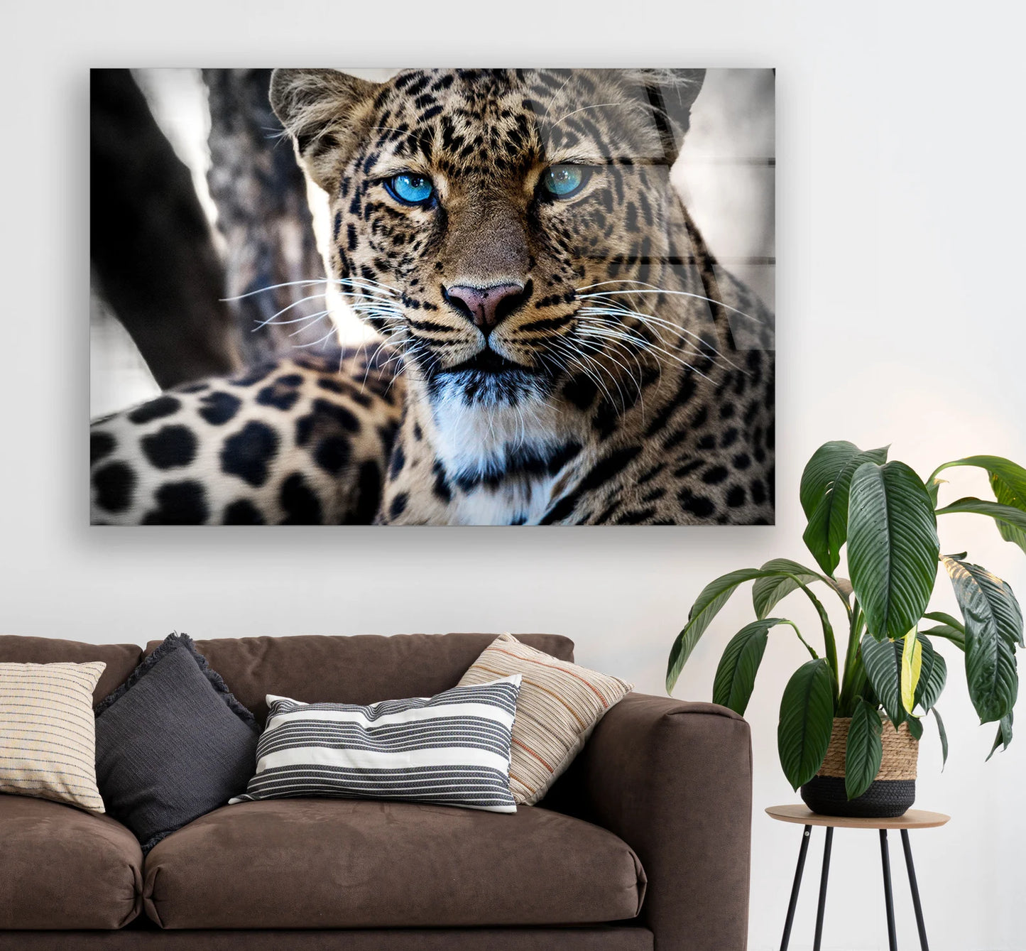 Leopard blaue Augen
