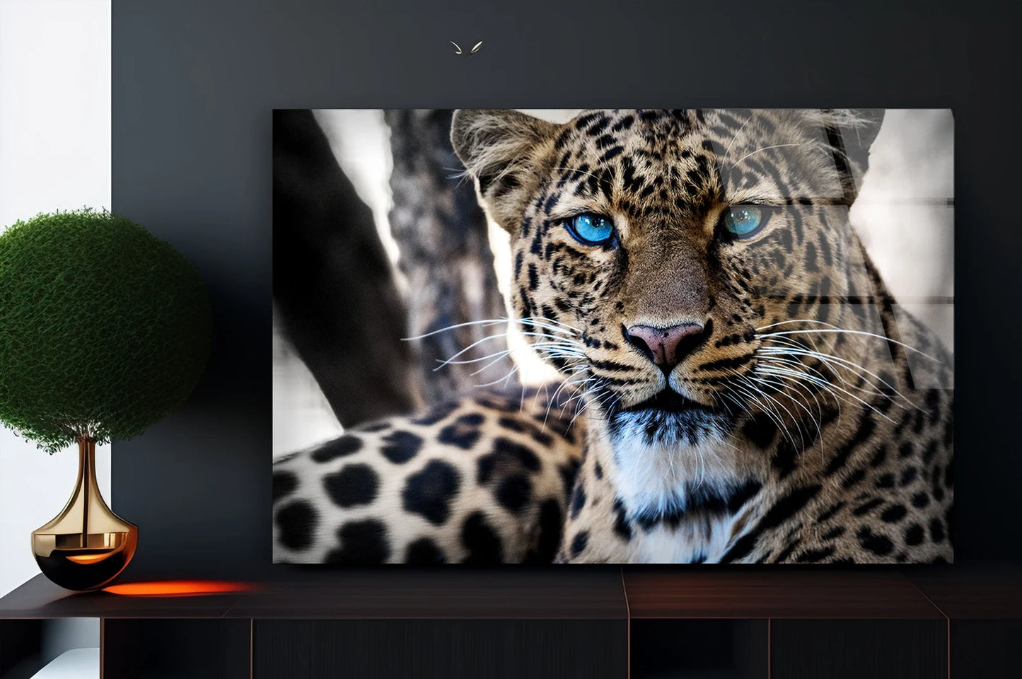 Leopard blaue Augen