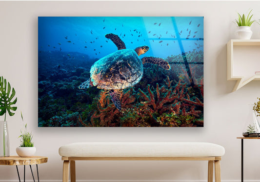 Schildkröte im Riff