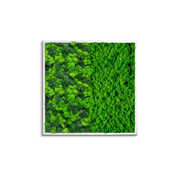 Half Moss Art Quadratischer Rahmen